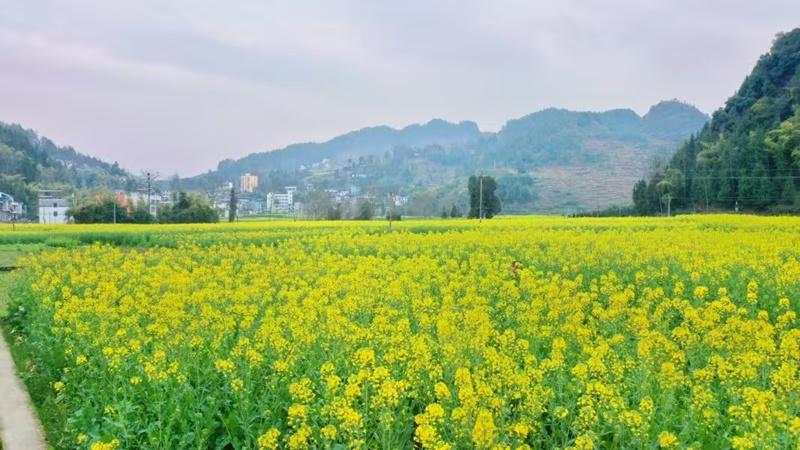 沿河多村油菜种植成风，乡村旅游添新景