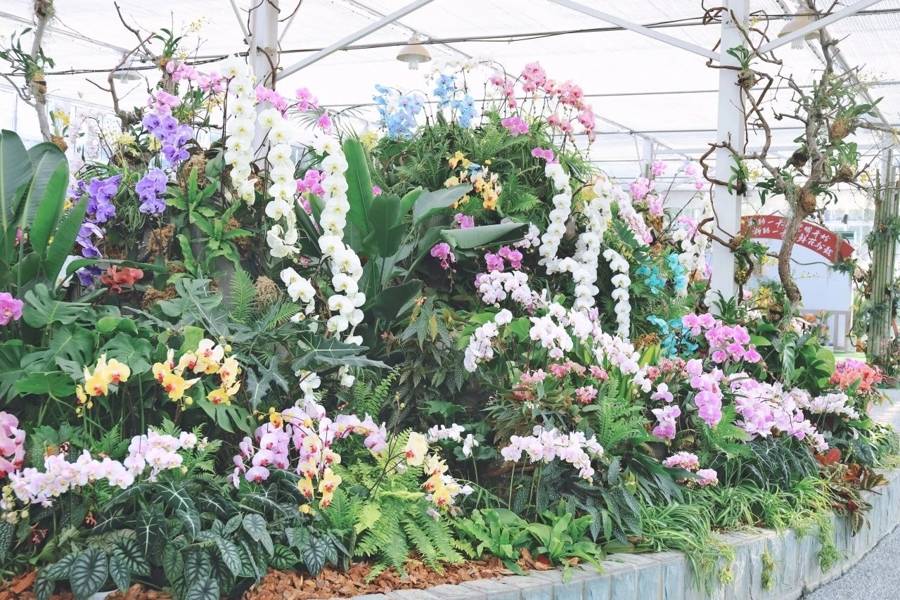 上海四季花港：一站式花展体验，畅享春日美好时光