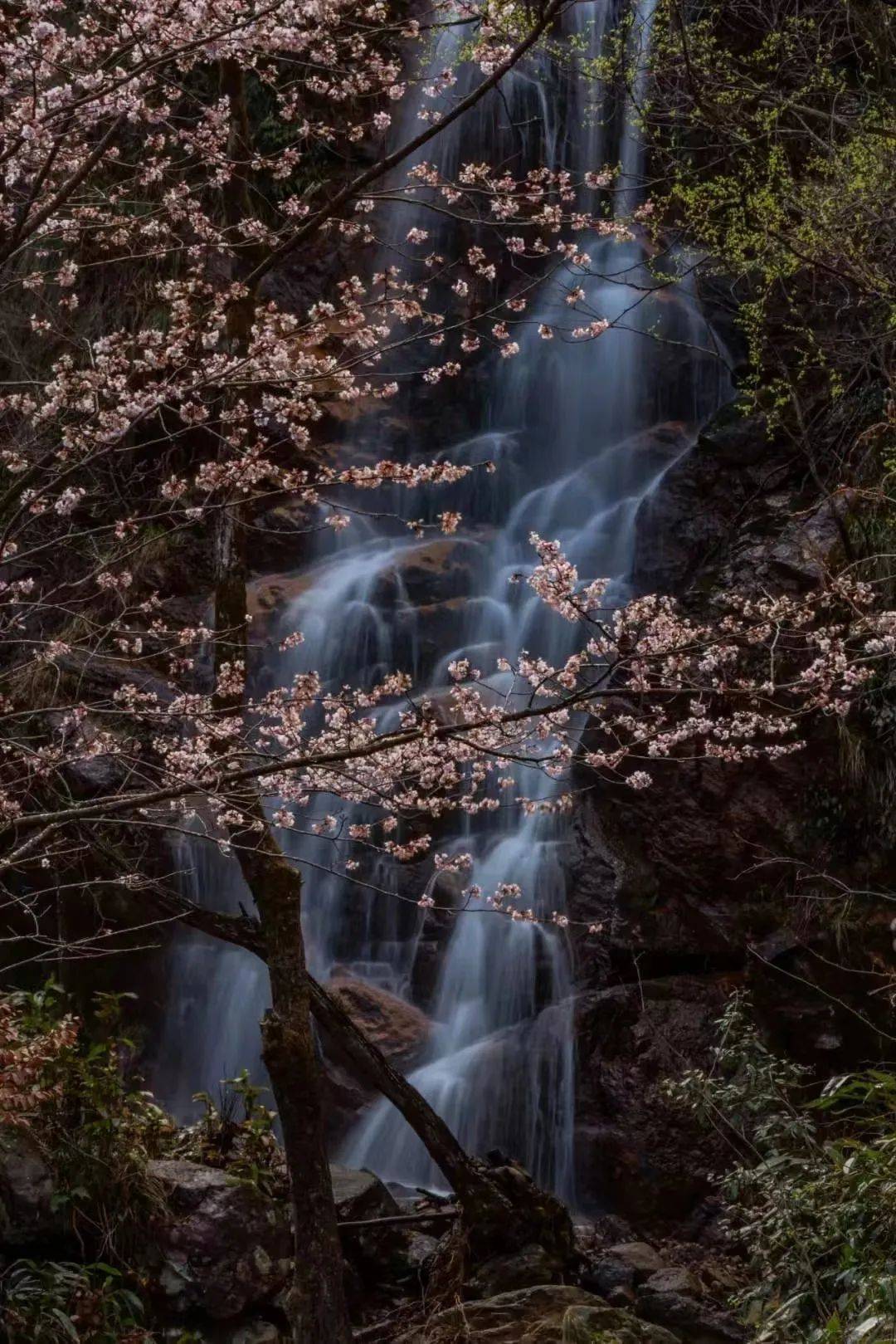 宁国万家乡野樱谷，春日盛景惊艳央媒，来宁国野樱谷，赴一场春日樱花之约
