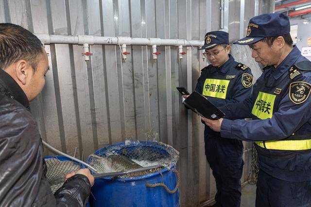 重大突破！内地供澳活鱼开启电子证书通关新时代，从一纸证书变革看粤港澳大湾区通关新动能