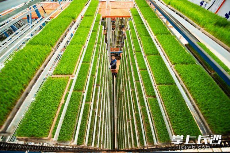 惊！长沙智能化育秧工厂里的“电梯房”秧苗