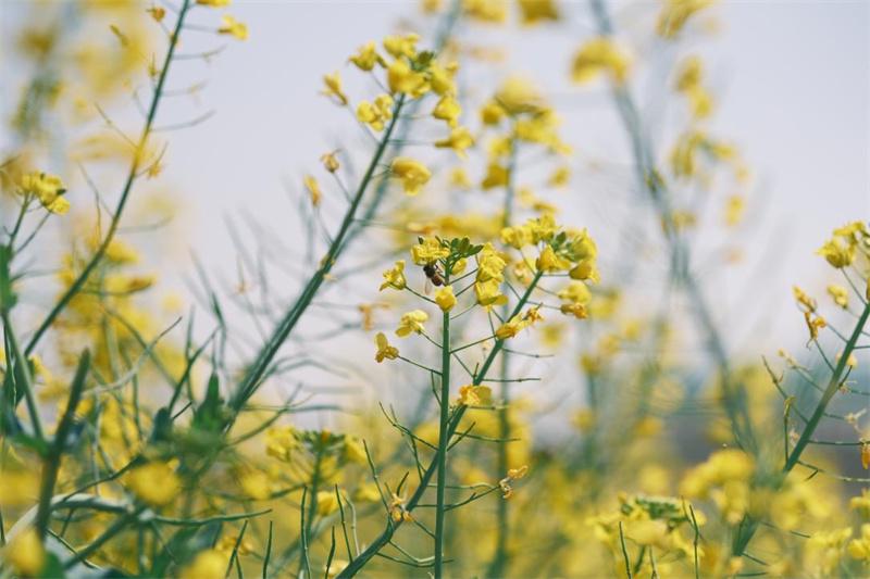 大泽湖：春天打翻颜料罐，油菜花海美如画 大泽湖油菜花开，奏响春天的金色乐章
