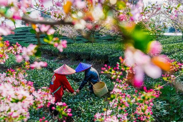 寻春成都：生态画卷里的诗意与奋进