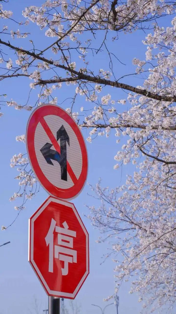 别只盯着日本樱花啦，嘉兴雅迪工厂樱景绝了！