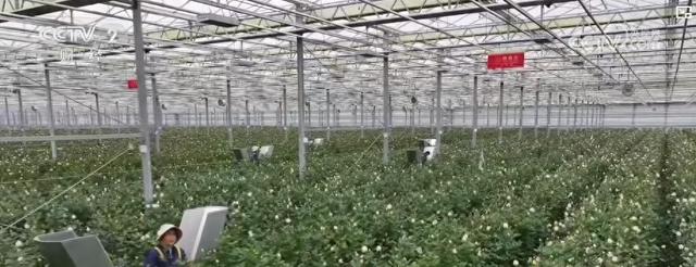 甘肃临夏鲜花港：科学种植让玫瑰全年不败，临夏“鲜花经济”：带动数千人就业，年产值近两亿