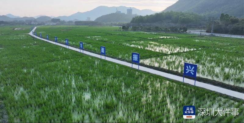 从“冬闲田”到“聚宝盆”，深汕茭白种植开启农业新篇