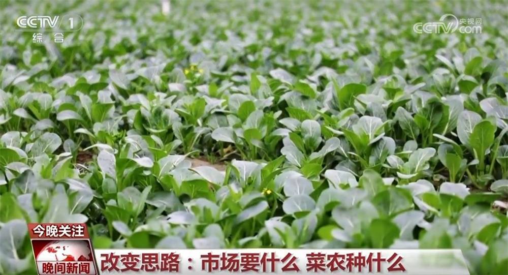 广州医院连续三年植树缅怀，见证生命新生奇迹，春天中国多地植树添绿，守护生态家园