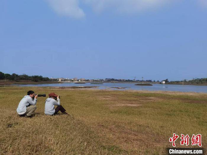广西“爱鸟周”与涠洲岛观鸟节，共赴候鸟之约