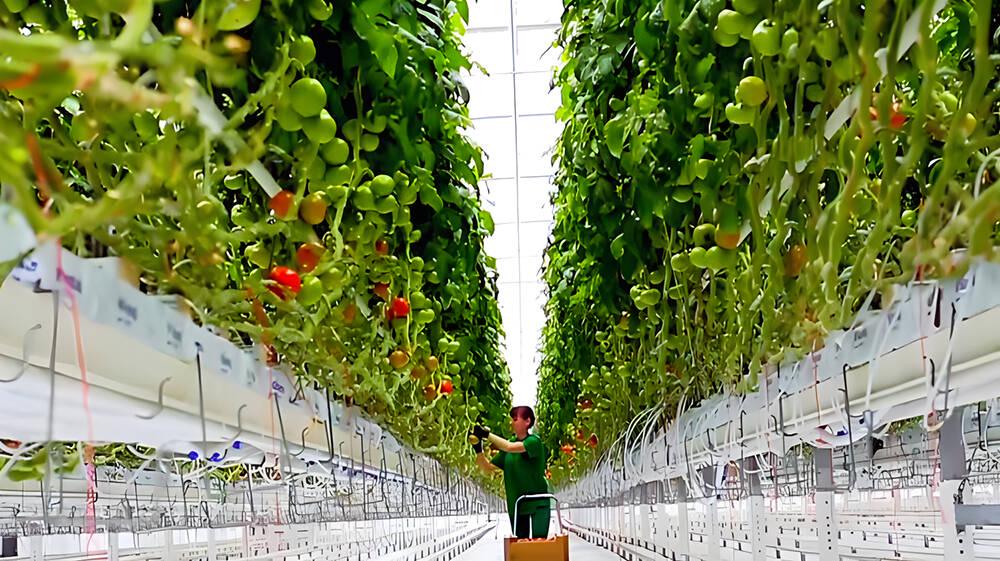 德州市出台蔬菜发展方案，2027年剑指300亿级产业规模 德州发力！2027年欲打造300亿级蔬菜产业集群