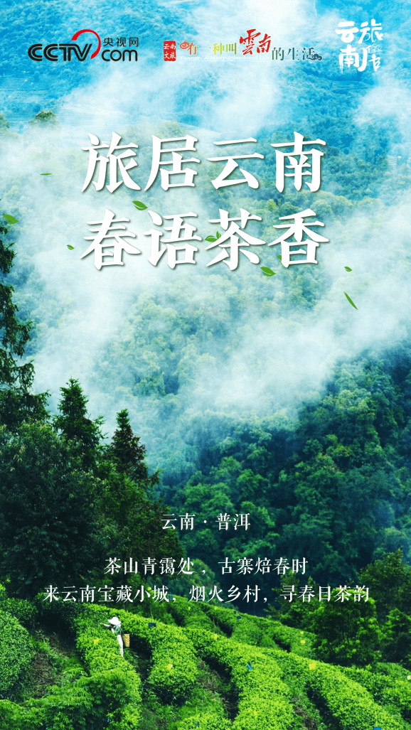 春季云南，春茶开启茶文化旅居盛宴，云南春茶采摘季，邀您共赴茶文化旅居之旅