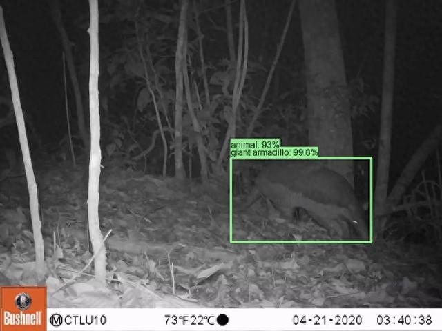 Google开源SpeciesNet模型，加速野生动物图像分析，开源SpeciesNet：Google为相机陷阱图像分析添新工具