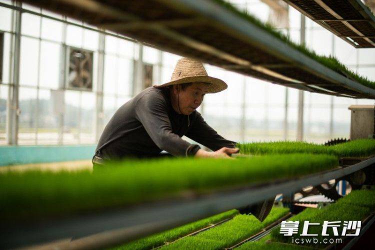 惊！长沙智能化育秧工厂里的“电梯房”秧苗