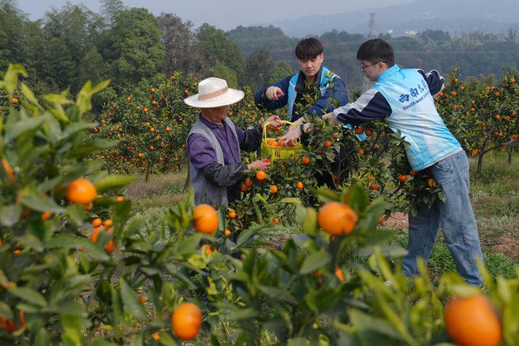 200余志愿者和社工北碚学雷锋：助农在行动