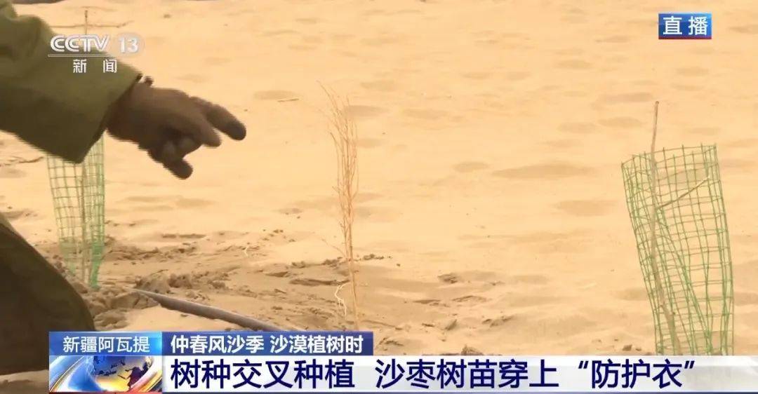 沙患变沙利：新疆治沙与沙产业发展并行