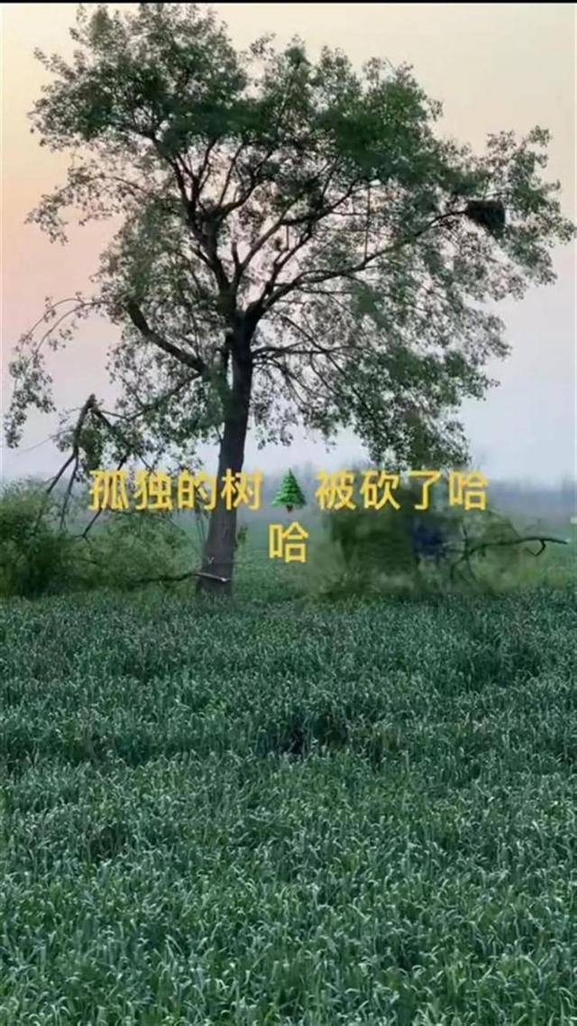 安徽池州网红“孤独的树”引争议，砍树风波真相几何？