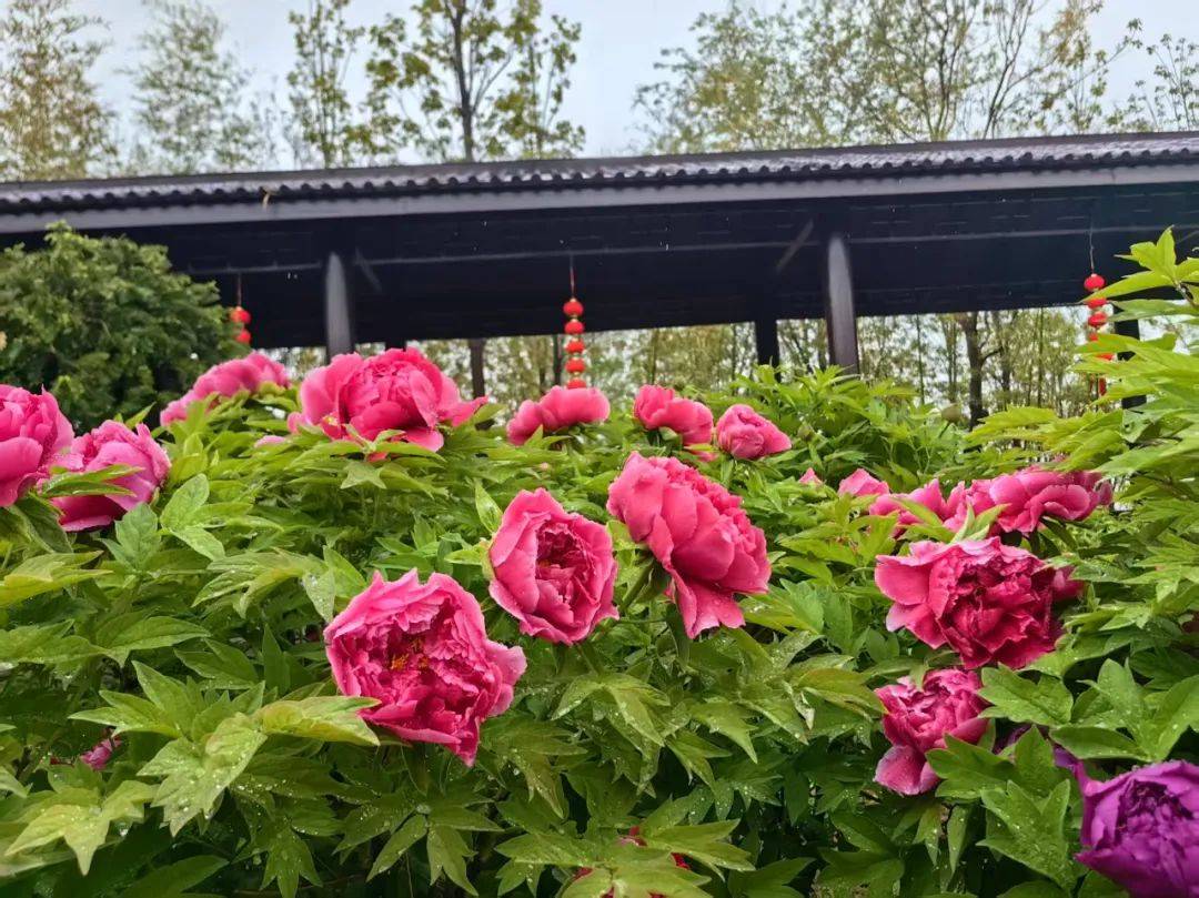 齐山樱花节开幕，开启春日浪漫赏花之旅