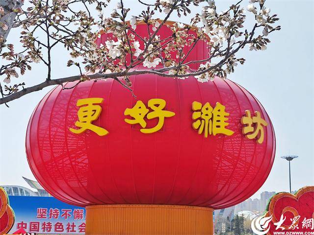 大众拍客带你领略潍坊别样之美 潍坊樱花季，大众拍客镜头下的粉色童话