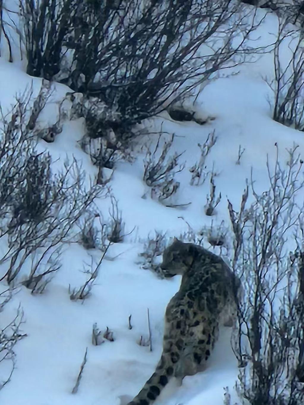 3月14日，甘孜护林员邂逅野生雪豹过马路，四川护林员偶遇雪豹，生态之美惊艳亮相！