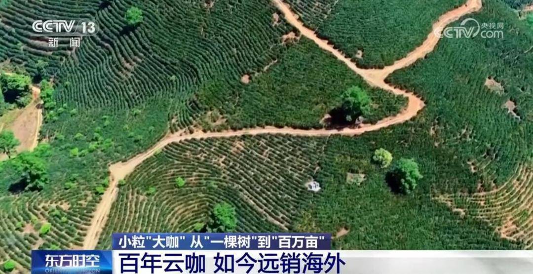 解锁云南小粒咖啡：从山间到世界的美味跨越 探寻云南小粒咖啡“咖位”：从种植奇迹到海外飘香