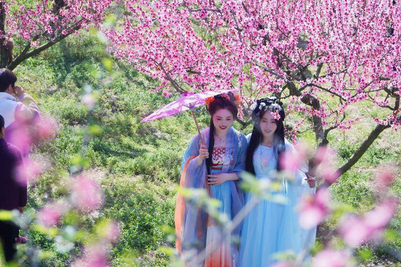 “孝义关庙 桃李相约”赏花会，开启春日乡村盛宴，安康关庙桃花节：多元活动助力乡村振兴新征程