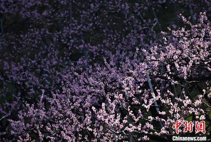“中国水蜜桃之乡”奉化，桃花烂漫引游人，走进奉化桃园，感受桃花盛开的魅力