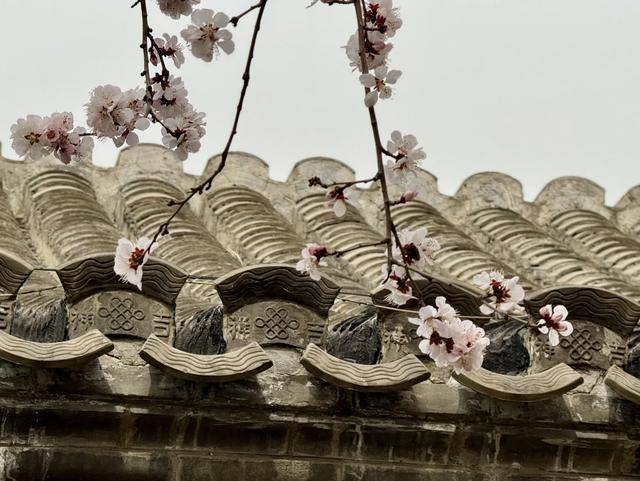 春花闹京城，北京春日美景惊艳登场，气温回升，北京春花绽放奏响春之序曲