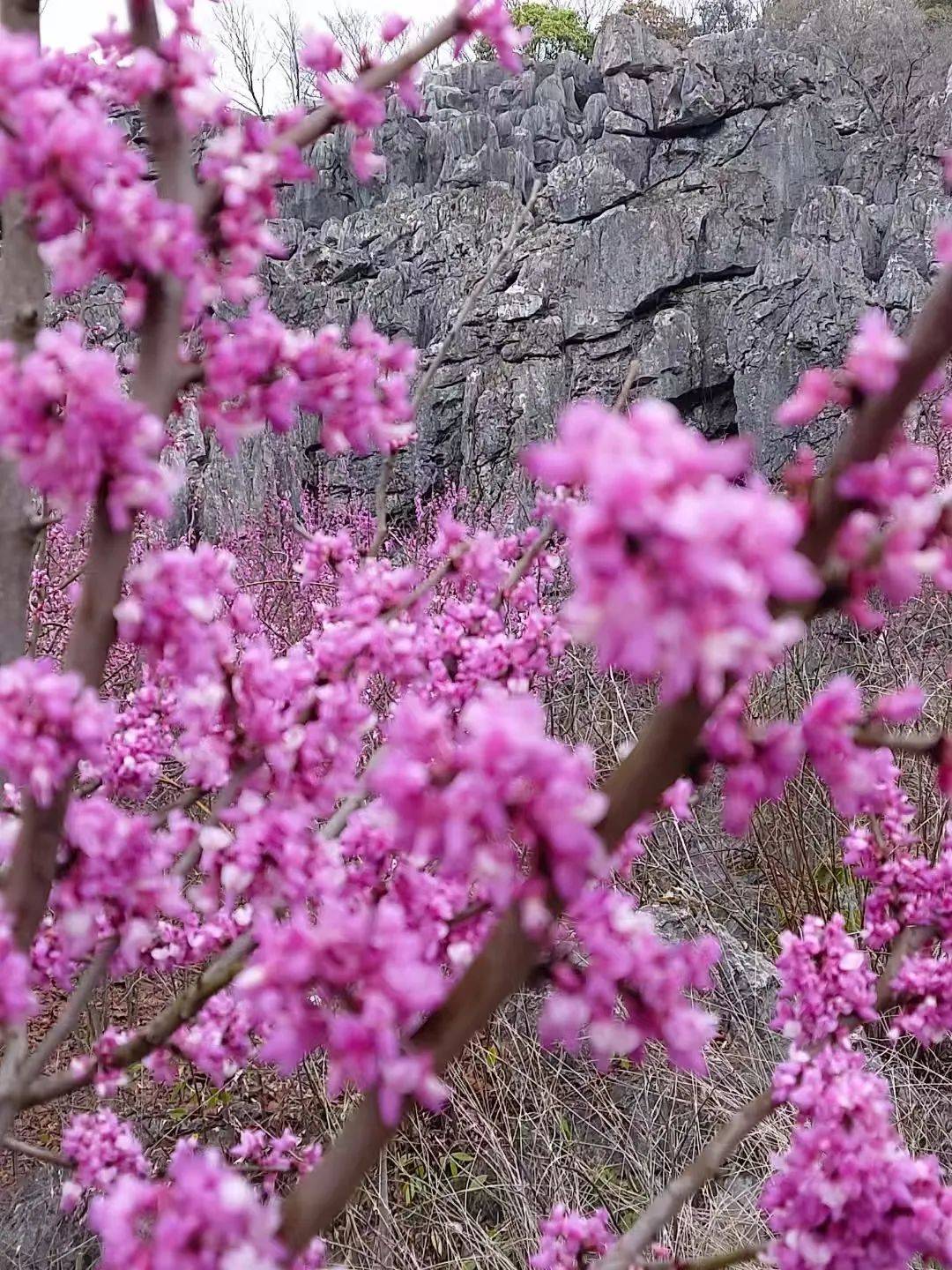 2. 繁花春日，走进景德镇的赏花仙境
