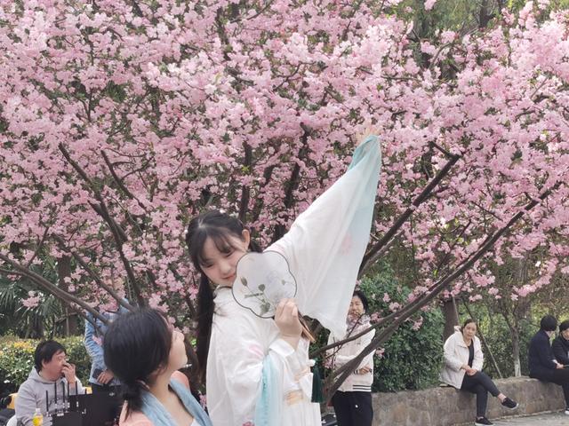 当樱花落幕，海棠如何成为春日新宠？