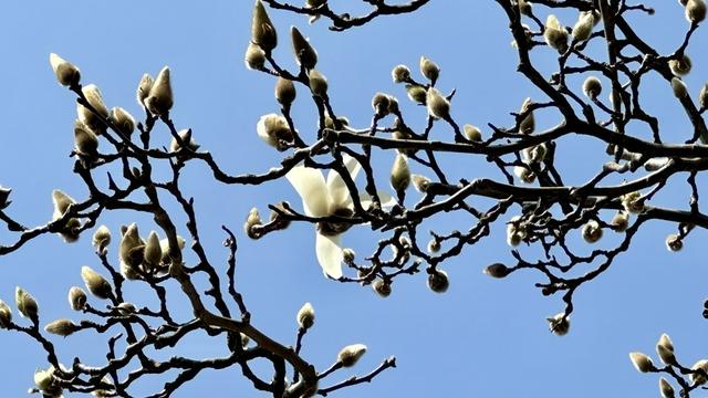 白玉兰开放，三月盛花期或被降温影响，白玉兰已绽，降温或使其花期再延