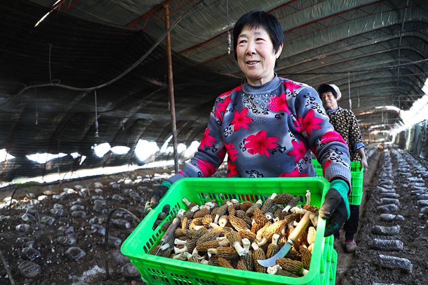 丰收季！涞水羊肚菌为乡村振兴添动力，涞水羊肚菌产业蓬勃，村民日子越过越甜