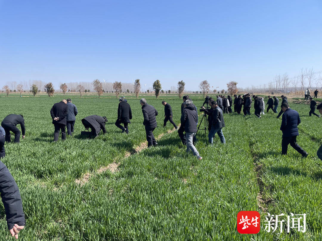 田头“授课”！中国工程院院士助力小麦种植新变革