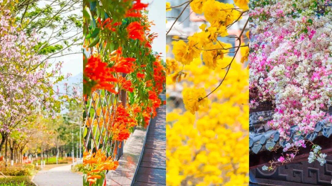 繁花点缀清明，共赴绿色祭扫之约，花开满城时，清明文明祭扫倡议来袭