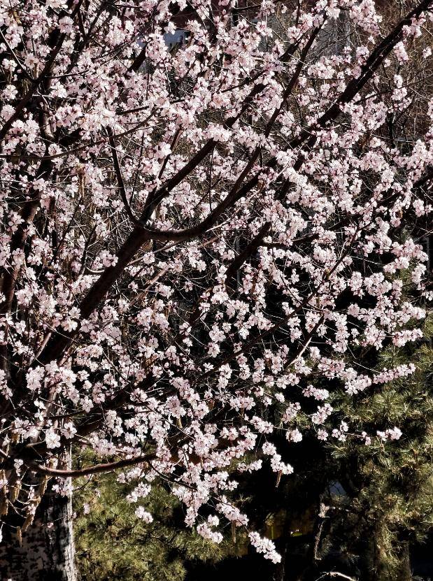 春花闹京城，北京春日美景惊艳登场，气温回升，北京春花绽放奏响春之序曲