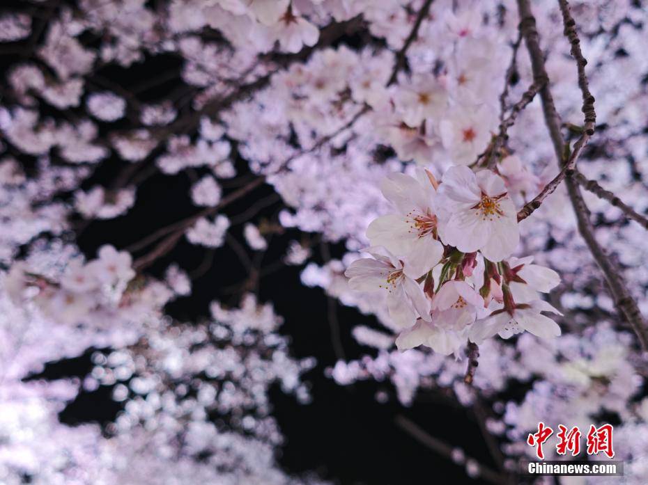 夜访无锡太湖鼋头渚，与浪漫樱花来一场“约会”，3月25日，无锡太湖鼋头渚夜赏樱花宛如仙境