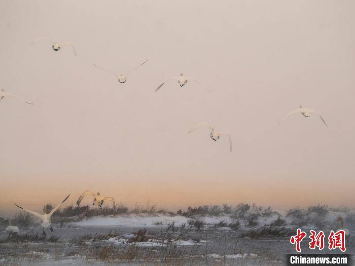 正蓝旗：冰雪与天鹅绘就童话春日画卷，3月28日，正蓝旗冰雪湖畔的候鸟之约