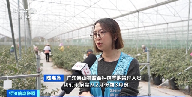 探秘广东蓝莓：现代化种植推动提前上市后的市场动态