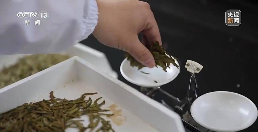 春分至，00后制茶师让西湖龙井焕发新活力，陈超鹏：坚守传统，创新茶味，引领年轻力量走进茶世界