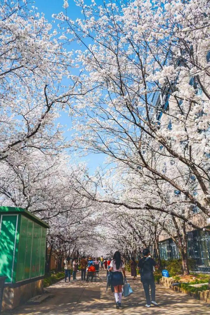 别只盯着日本樱花啦，嘉兴雅迪工厂樱景绝了！