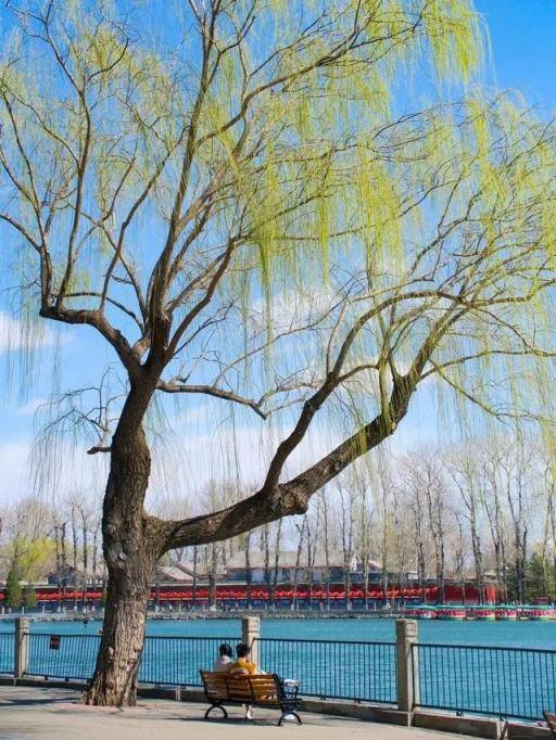 5. 北京春日打卡指南：花景与国潮的双重诱惑