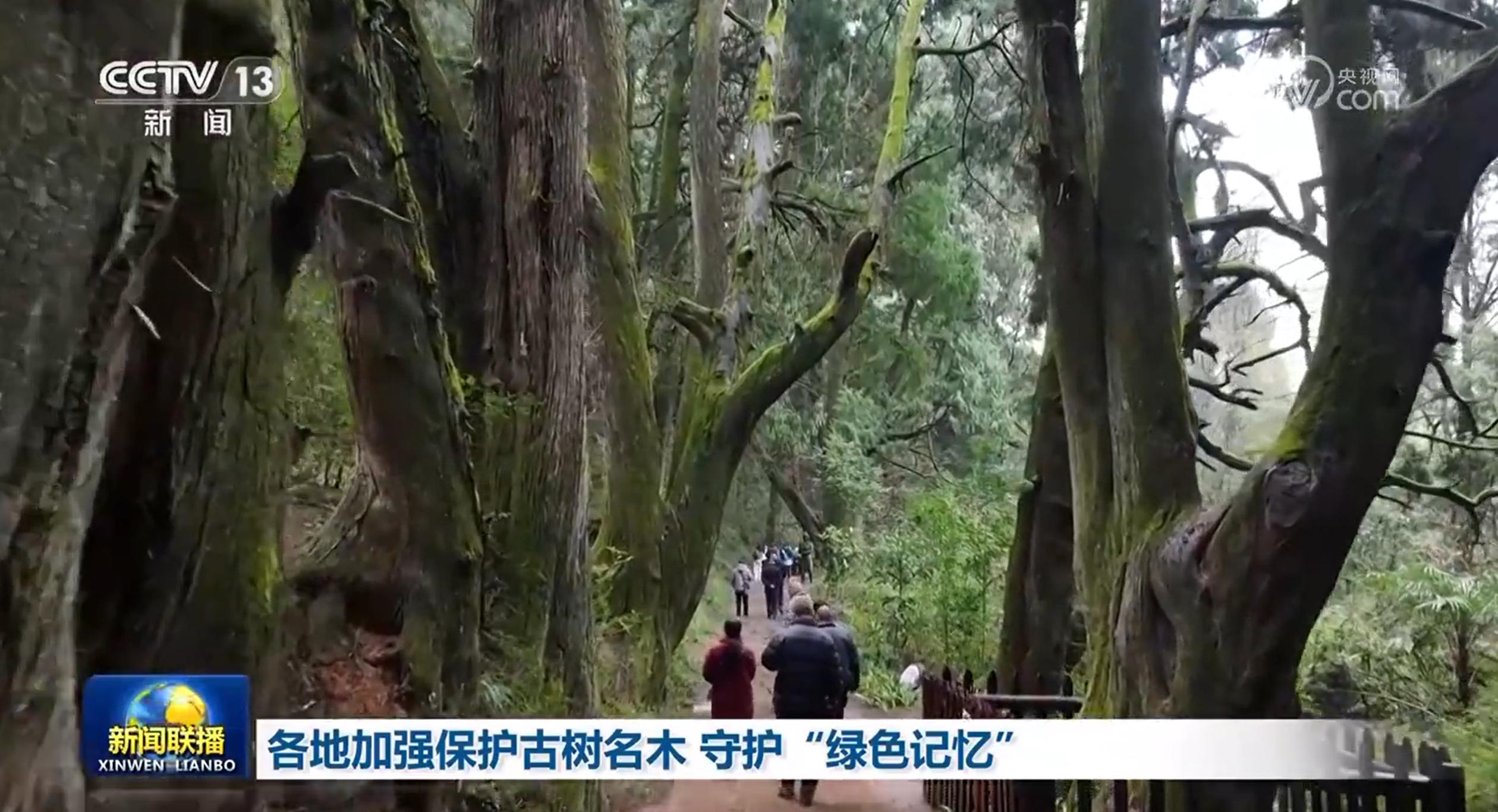 古树名木：在保护与发展中续写传奇