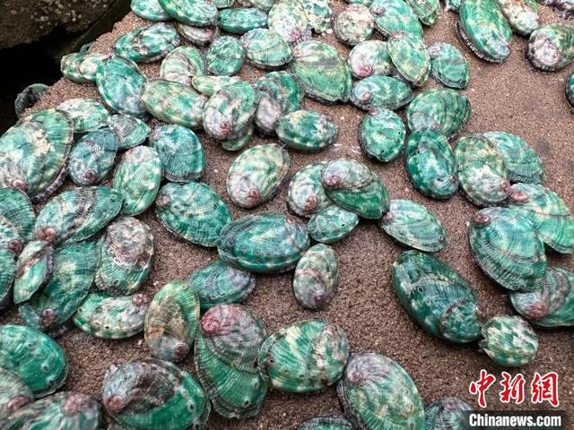 东山鲍鱼苗：全国养殖户的热门选择 探秘福建东山鲍鱼苗：为何备受青睐？