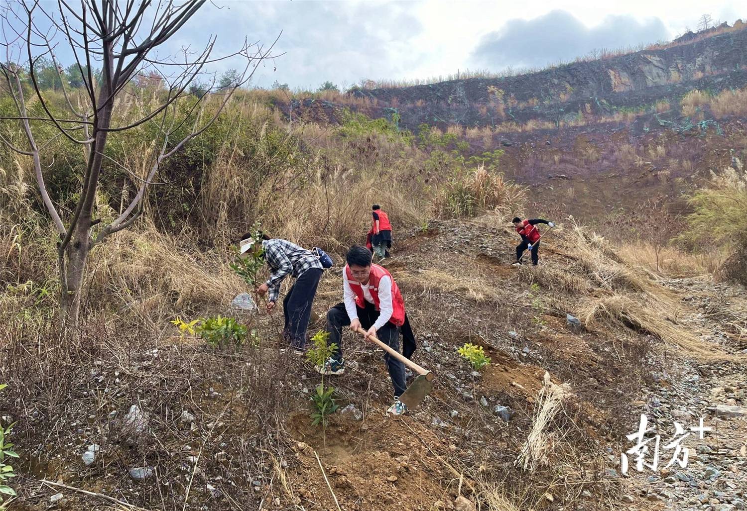 连南义务植树，为废弃矿山播撒绿色未来，1800万投入，连南废弃矿山重披绿装