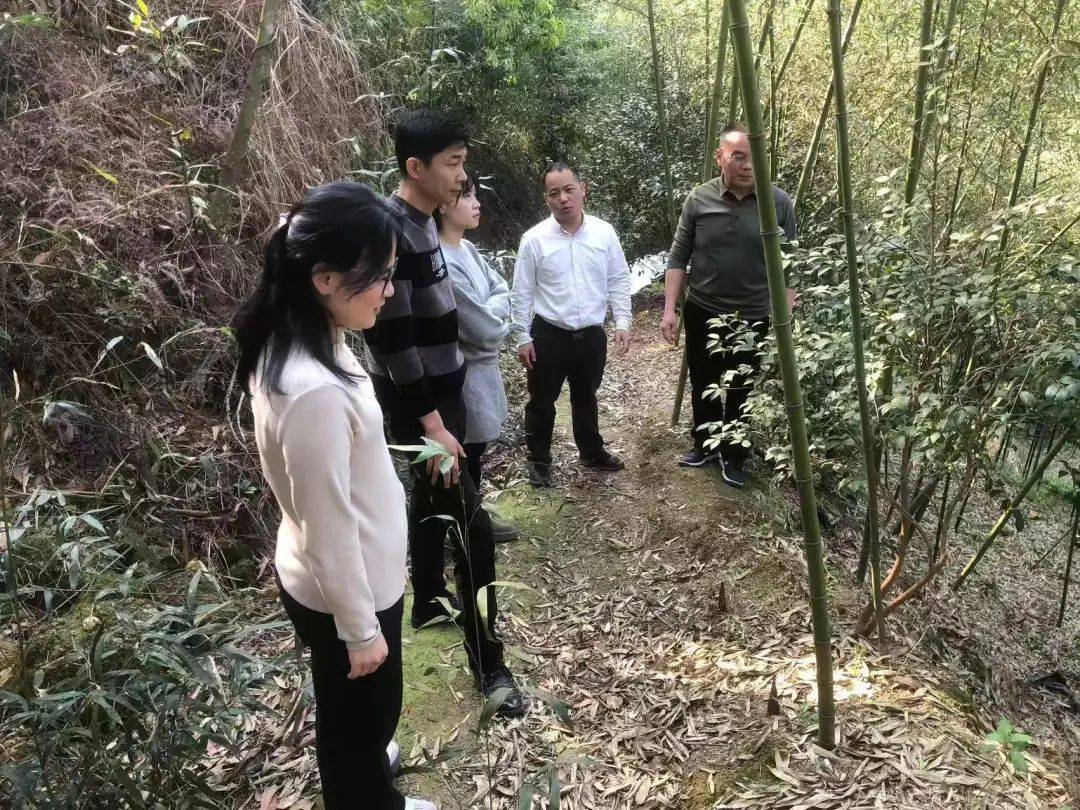 平和南胜安石坑：农业转型开启深山致富新征程，平和南胜安石坑村：退果还林后“甜茶”闯出致富路