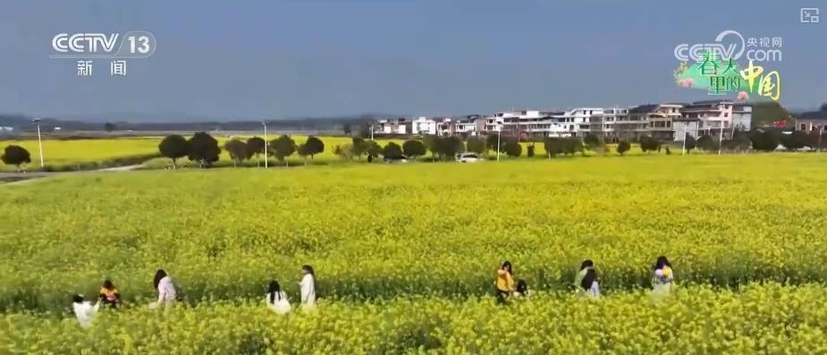 枣阳35万亩桃花绽放，桃经济助力乡村振兴