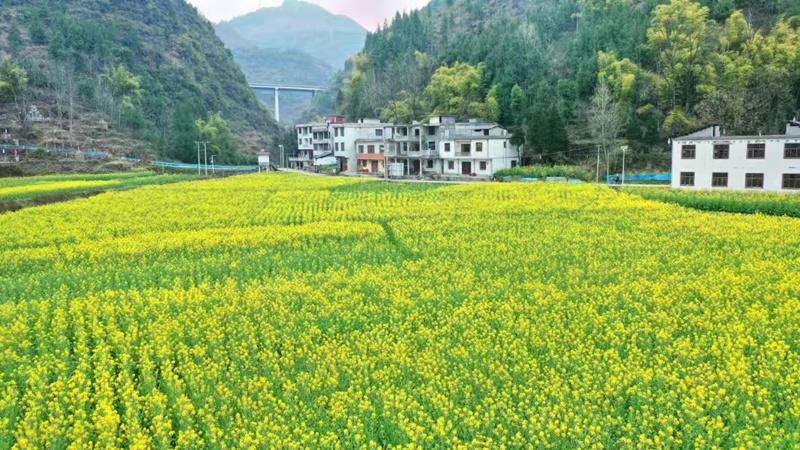 沿河多村油菜种植成风，乡村旅游添新景