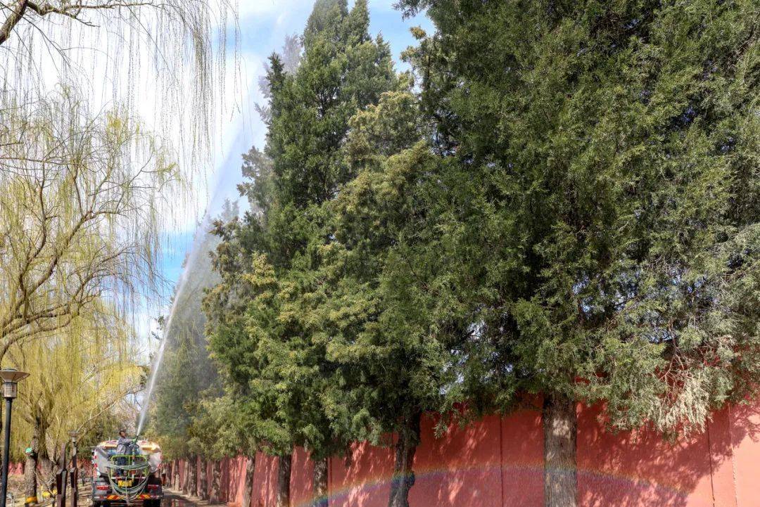 科学应对花粉挑战，这个春天自在呼吸 北京花粉高发期，如何科学“躲”花粉？