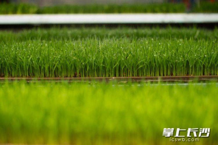 惊！长沙智能化育秧工厂里的“电梯房”秧苗