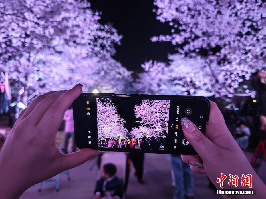 夜访无锡太湖鼋头渚，与浪漫樱花来一场“约会”，3月25日，无锡太湖鼋头渚夜赏樱花宛如仙境
