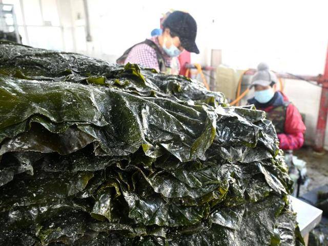 威海海上新篇：全产业链升级与深蓝战略并进