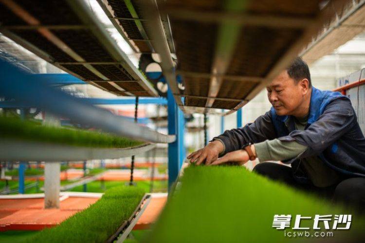 惊！长沙智能化育秧工厂里的“电梯房”秧苗